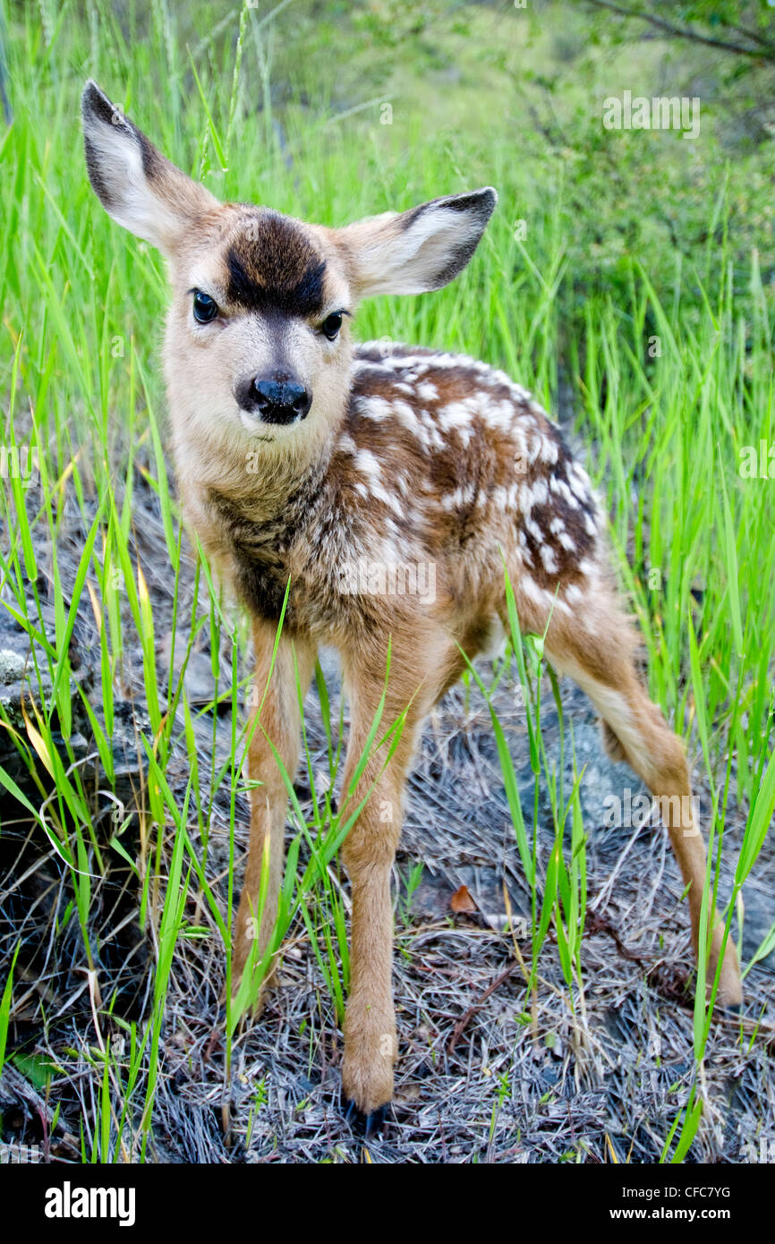 Newborn Deer Size