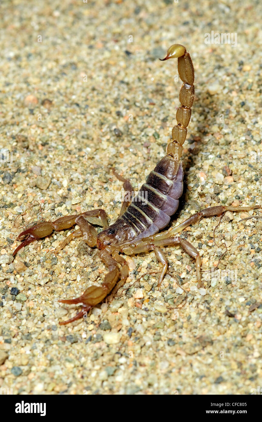 Northern scorpion (Paruroctonus boreus) in defensive posture, southern Okanagan Valley, British Columbia Stock Photo