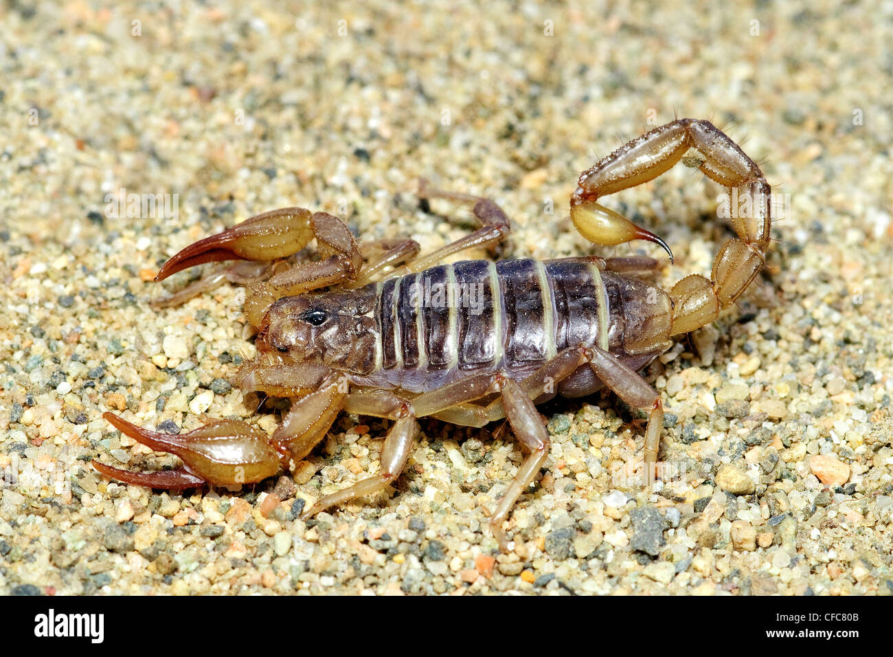 Northern scorpion (Paruroctonus boreus), southern Okanagan Valley, British Columbia Stock Photo