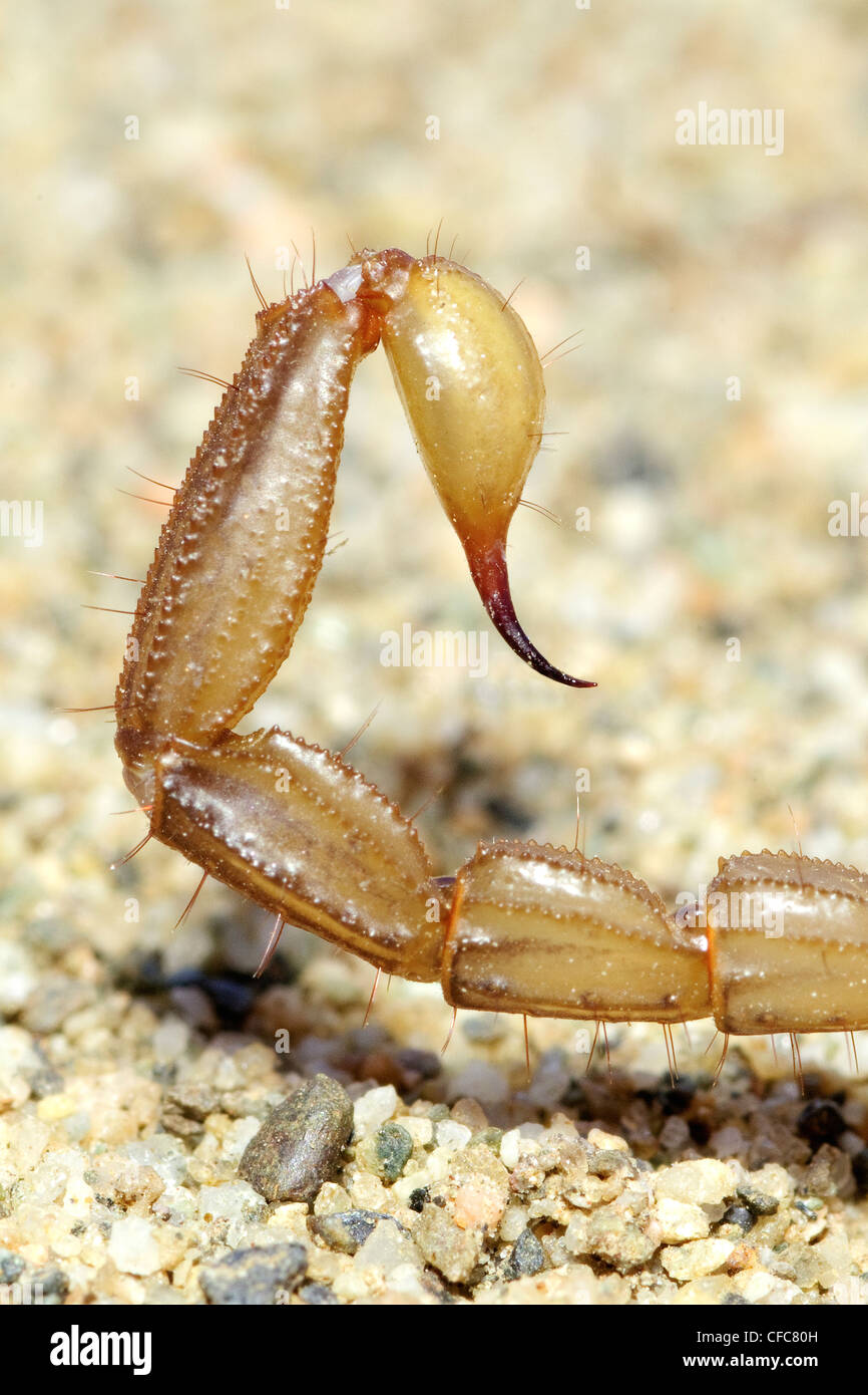 Northern scorpion (Paruroctonus boreus) telson (tail stinger) closeup, southern Okanagan Valley, British Columbia Stock Photo