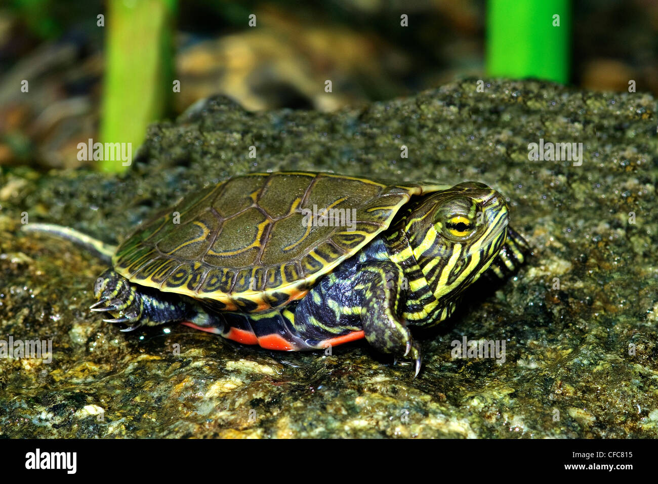 Painted turtle hatchling (Chrysemys picta), southern Okanagan Valley