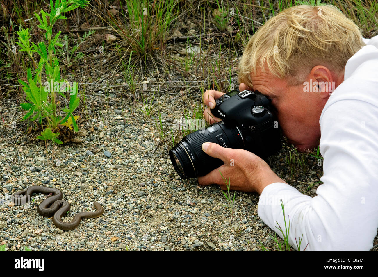 Biologist photographing an adult rubber boa (Charina bottae), southern