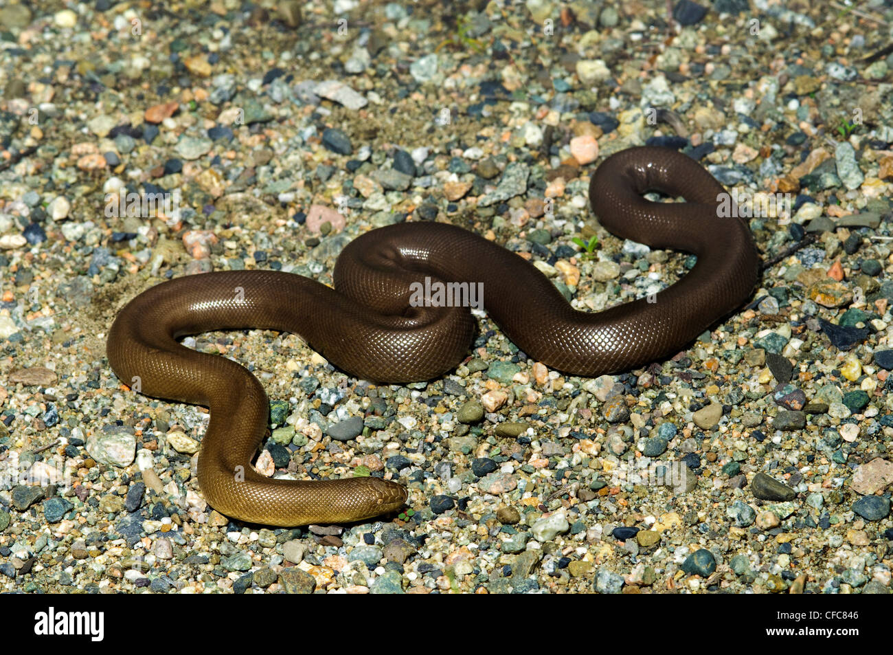 Adult rubber boa (Charina bottae), southern Okanagan Valley, British