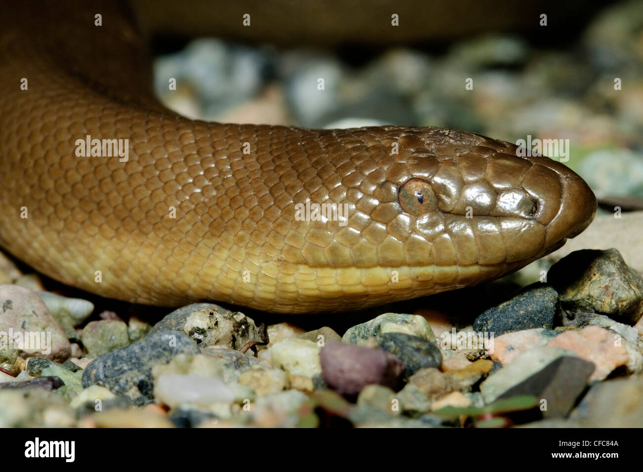 Rubber boa charina bottae hires stock photography and images Alamy
