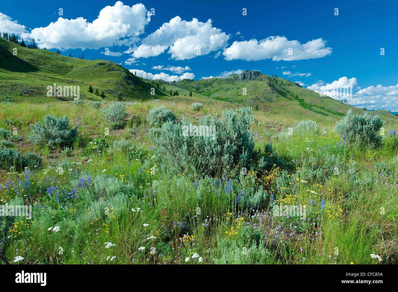 South Okanagan Grasslands Protected Area, Okanagan valley, southern British Columbia, Canada Stock Photo