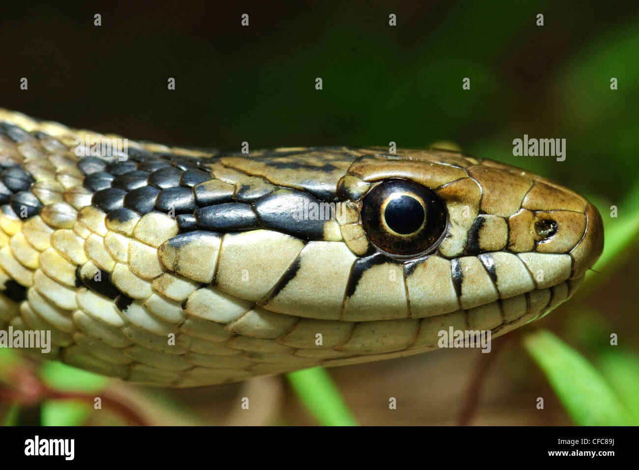 Western (wandering) garter snake (Thamnophis elegans), southern ...