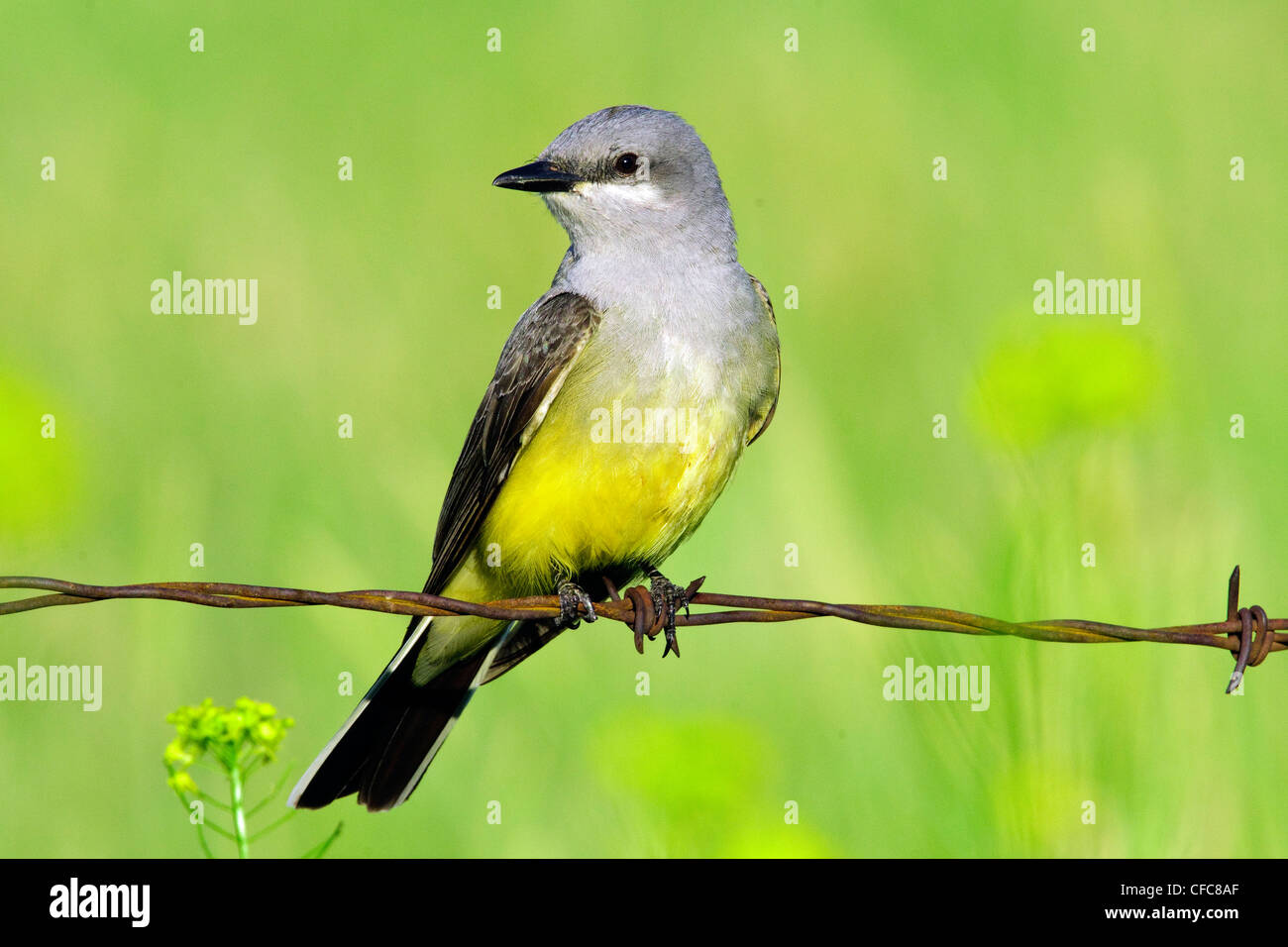 western kingbird Tyrannus verticalis hunting Stock Photo