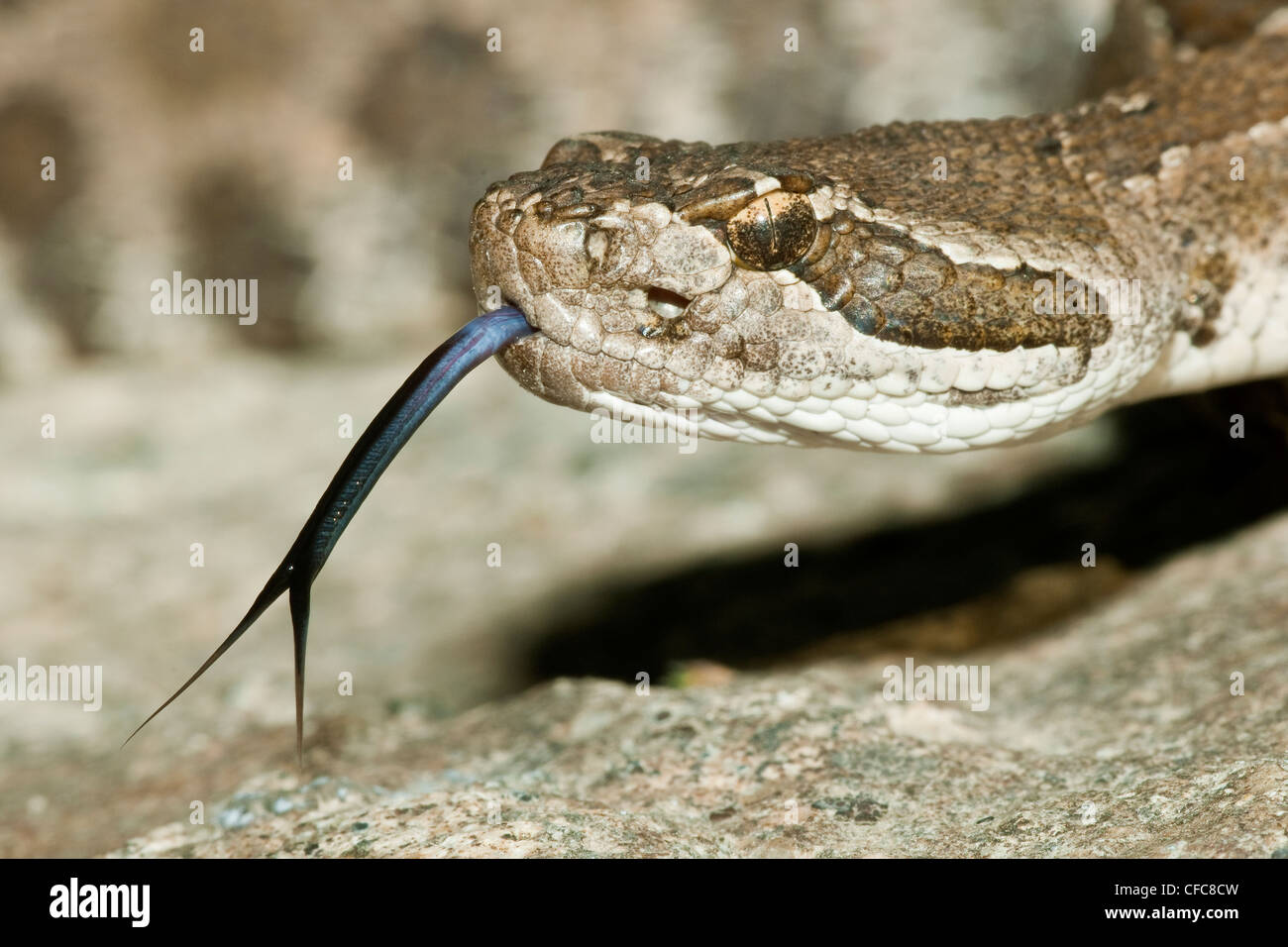Western rattlesnake (Crotalus oreganus), southern Okanagan Valley, British Columbia Stock Photo