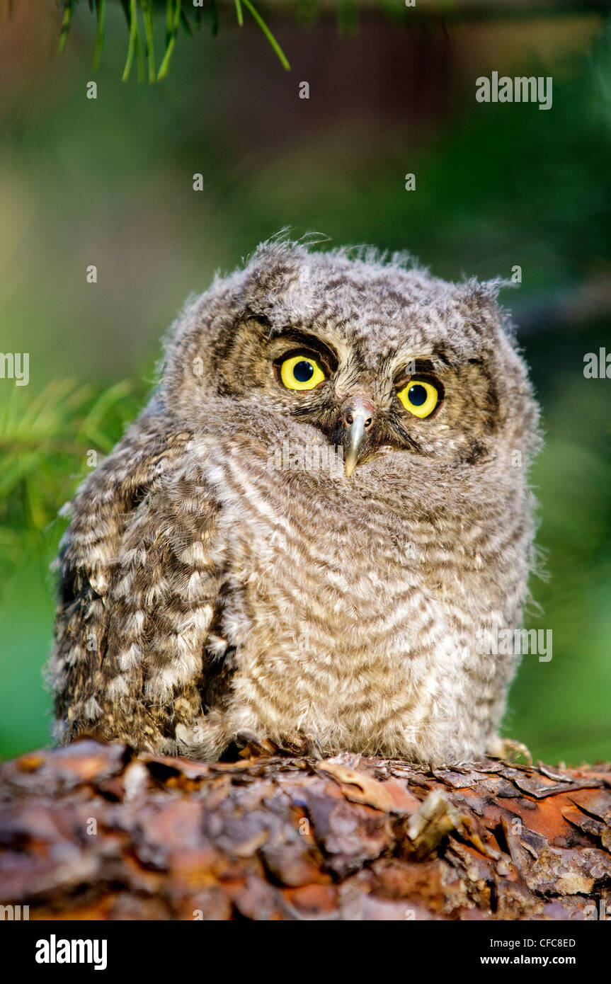 Western screech-owl chick (Otus kennicotti), southern Okanagan Valley, British Columbia Stock Photo