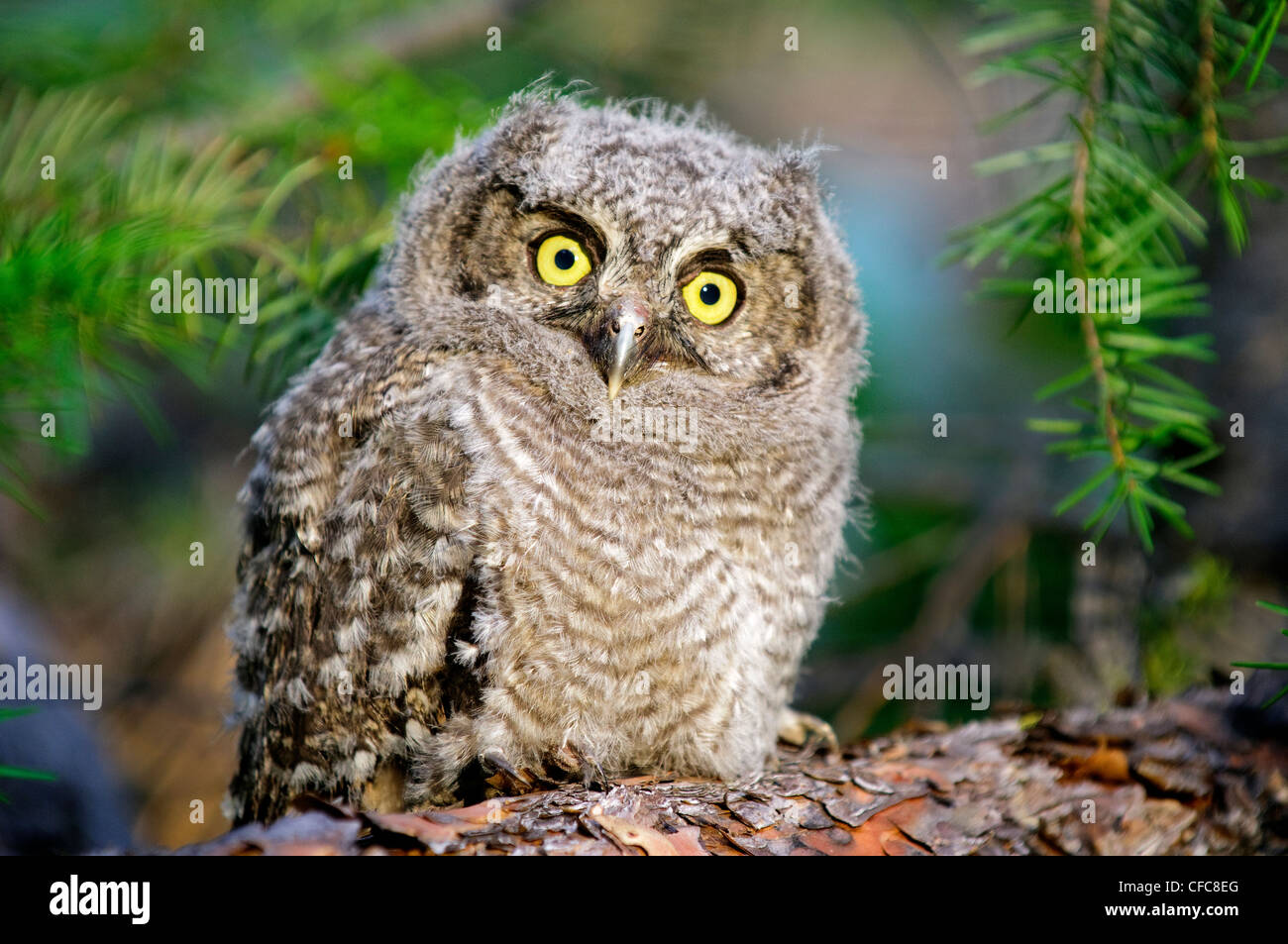 Western screech-owl chick (Otus kennicotti), southern Okanagan Valley, British Columbia Stock Photo