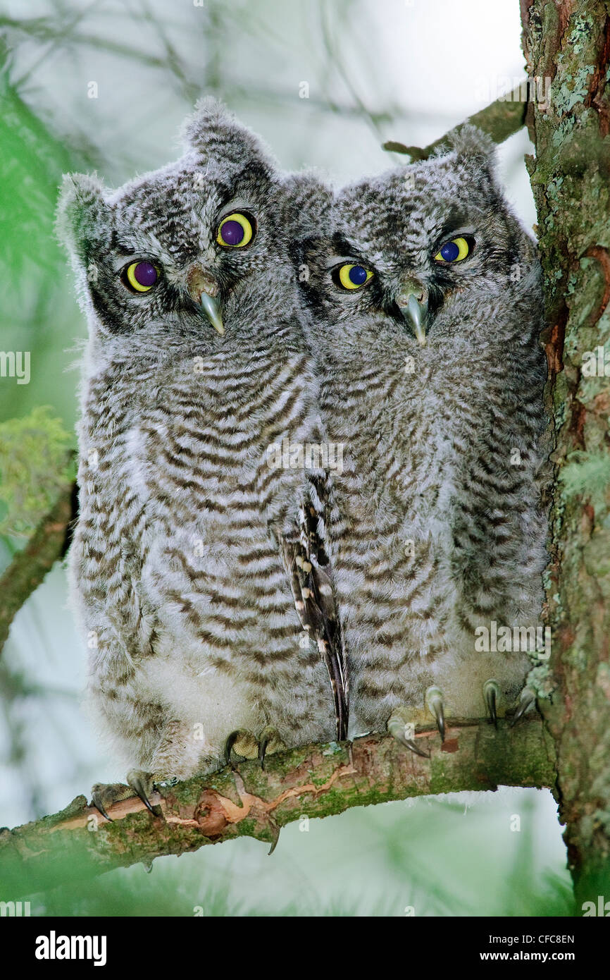 Western screech-owl chicks (Otus kennicotti), southern Okanagan Valley, British Columbia Stock Photo