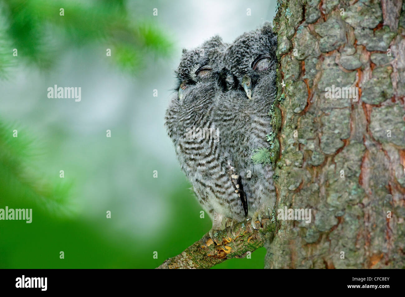 Western screech-owl chicks (Otus kennicotti), southern Okanagan Valley, British Columbia Stock Photo