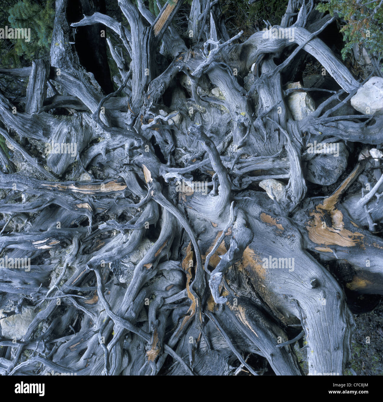 Overturned and aged root system of Engelmann spruce (Picea engelmannii) Stock Photo