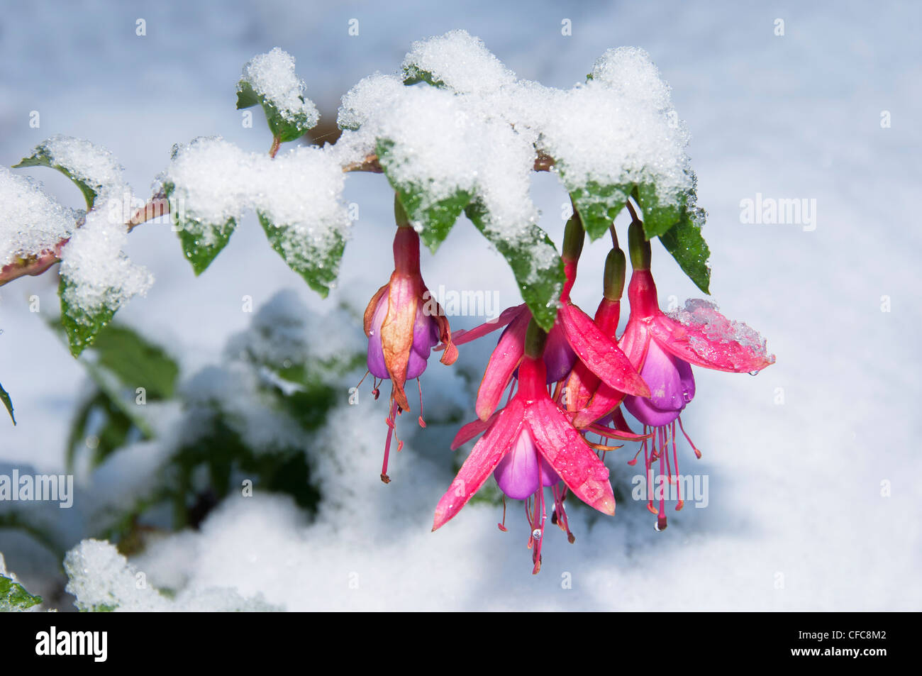 Concept, snow, flower, fuchsia Stock Photo