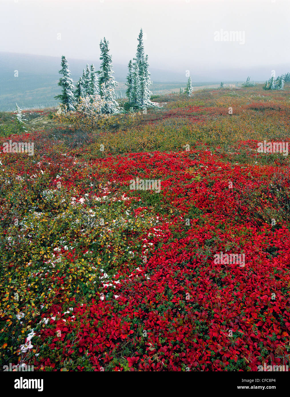 Autumn on Eagle Plains. Dempster Highway, Yukon Territory, Canada Stock Photo