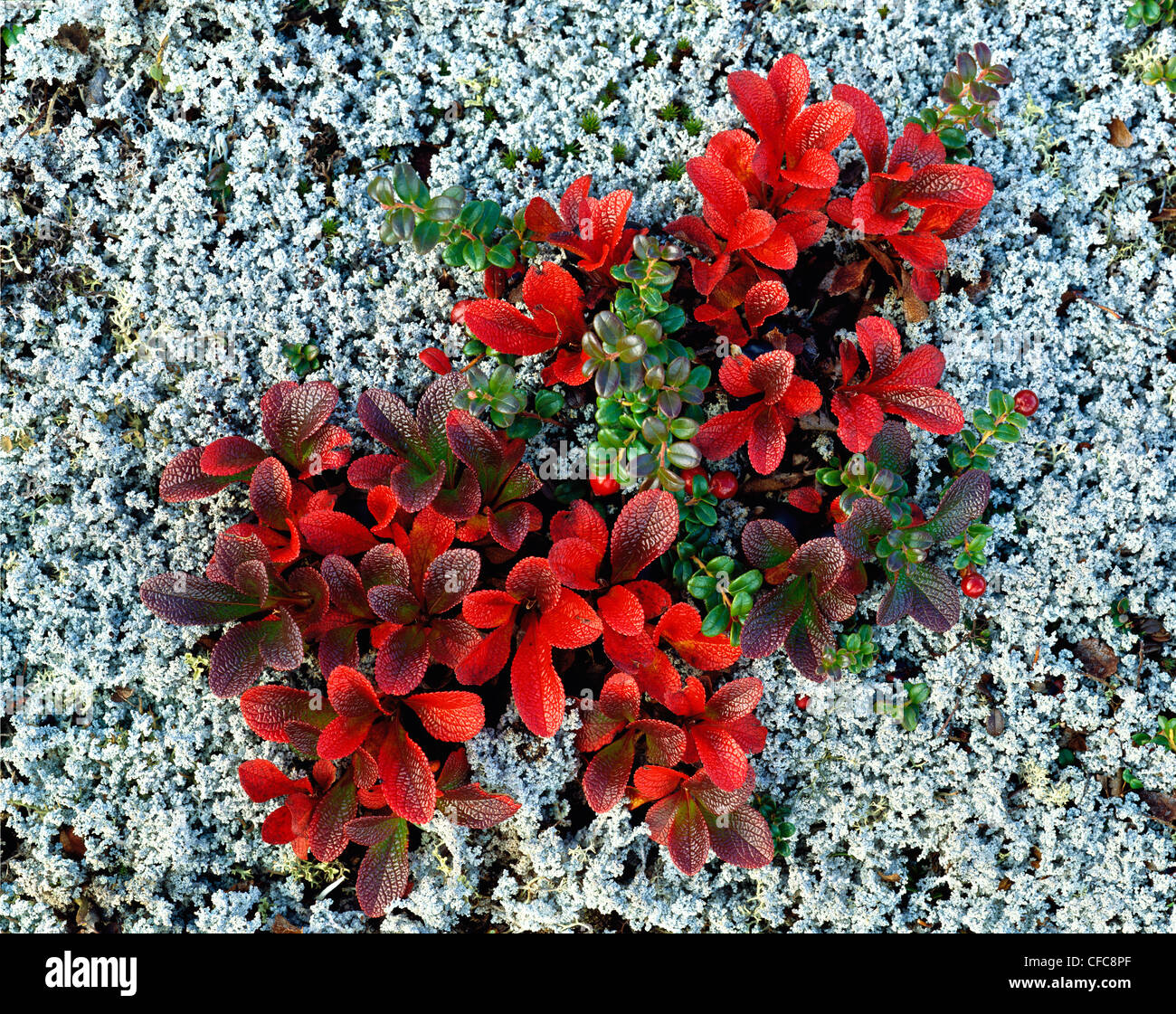 Bearberry Leaves ( Arctostaphylos alpina) and reindeer moss (Cladonia rangiferina). Autumn colours, Yukon Territory, Canada Stock Photo