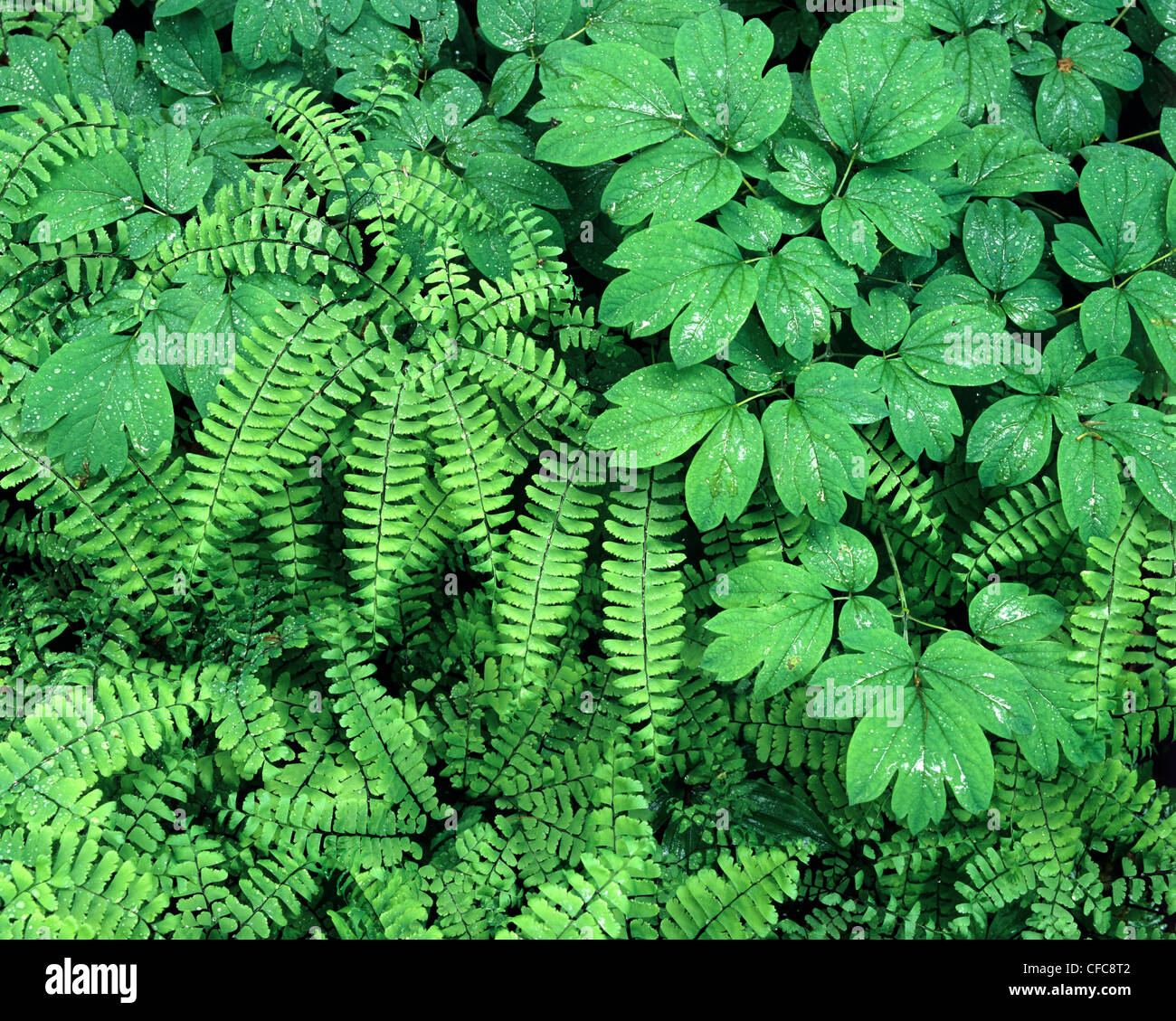 Blue Cohosh (Caulophyllum thalictroides) and maidenhair fern (Adiantum