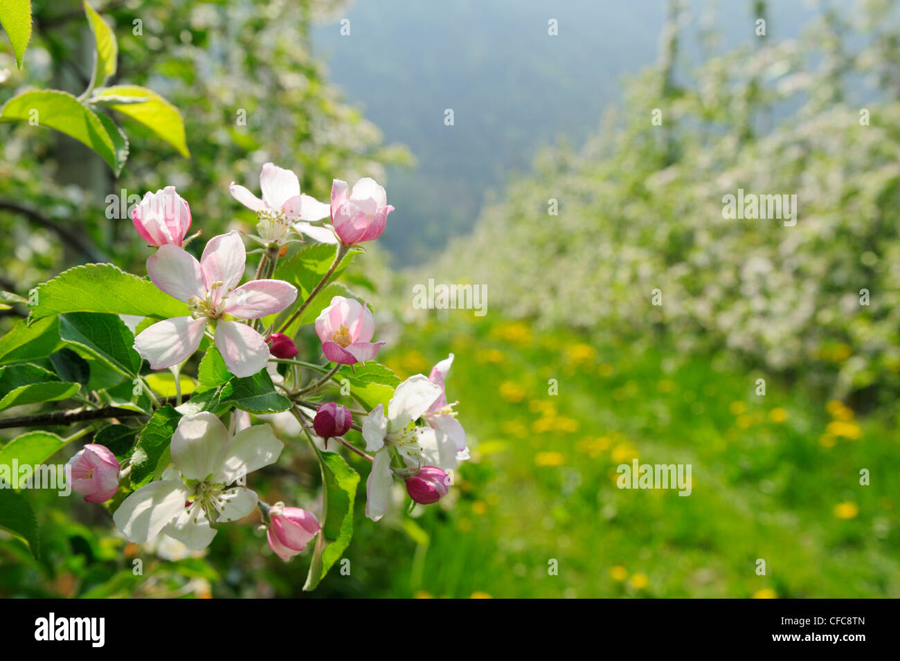 Apple trees in blossom, Partschins, Vinschgau, South Tyrol, Italy, Europe Stock Photo