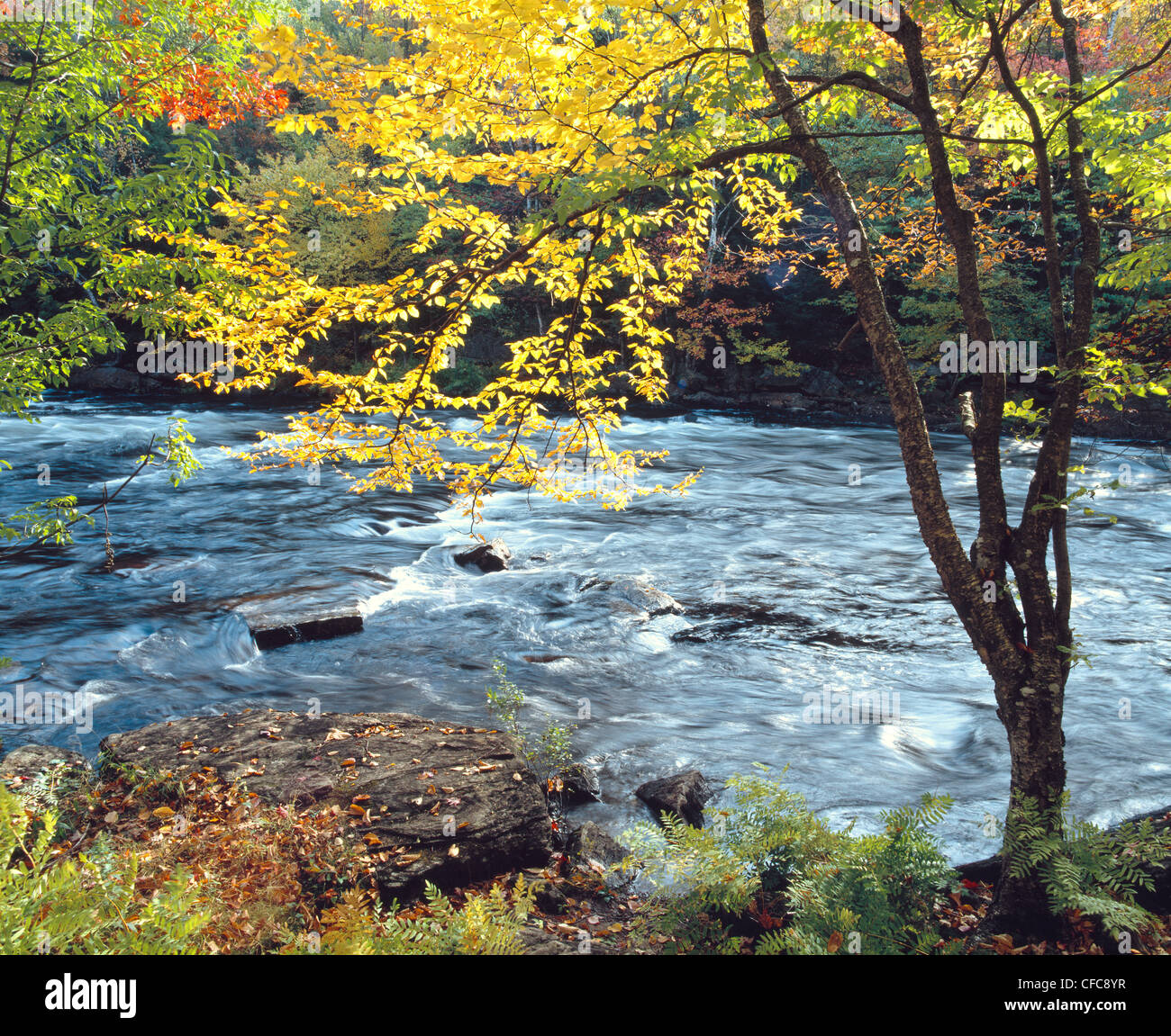 Oxtongue River, Ontario, Canada Stock Photo - Alamy