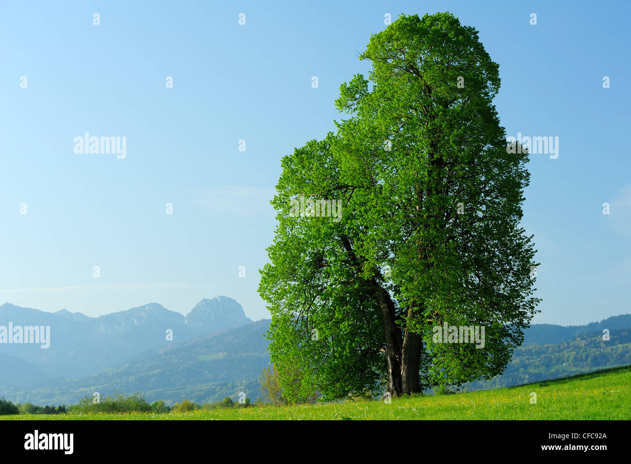 Huge lime-tree in front of Wendelstein, Bad Aibling, Bavarian Alps range, Upper Bavaria, Bavaria, Germany, Europe Stock Photo