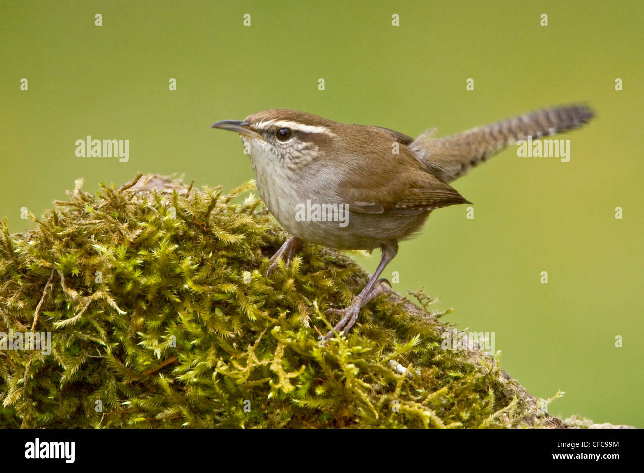 Bewick's Wren (Thryomanes bewickii) perched on a branch in Victoria, BC, Canada. Stock Photo