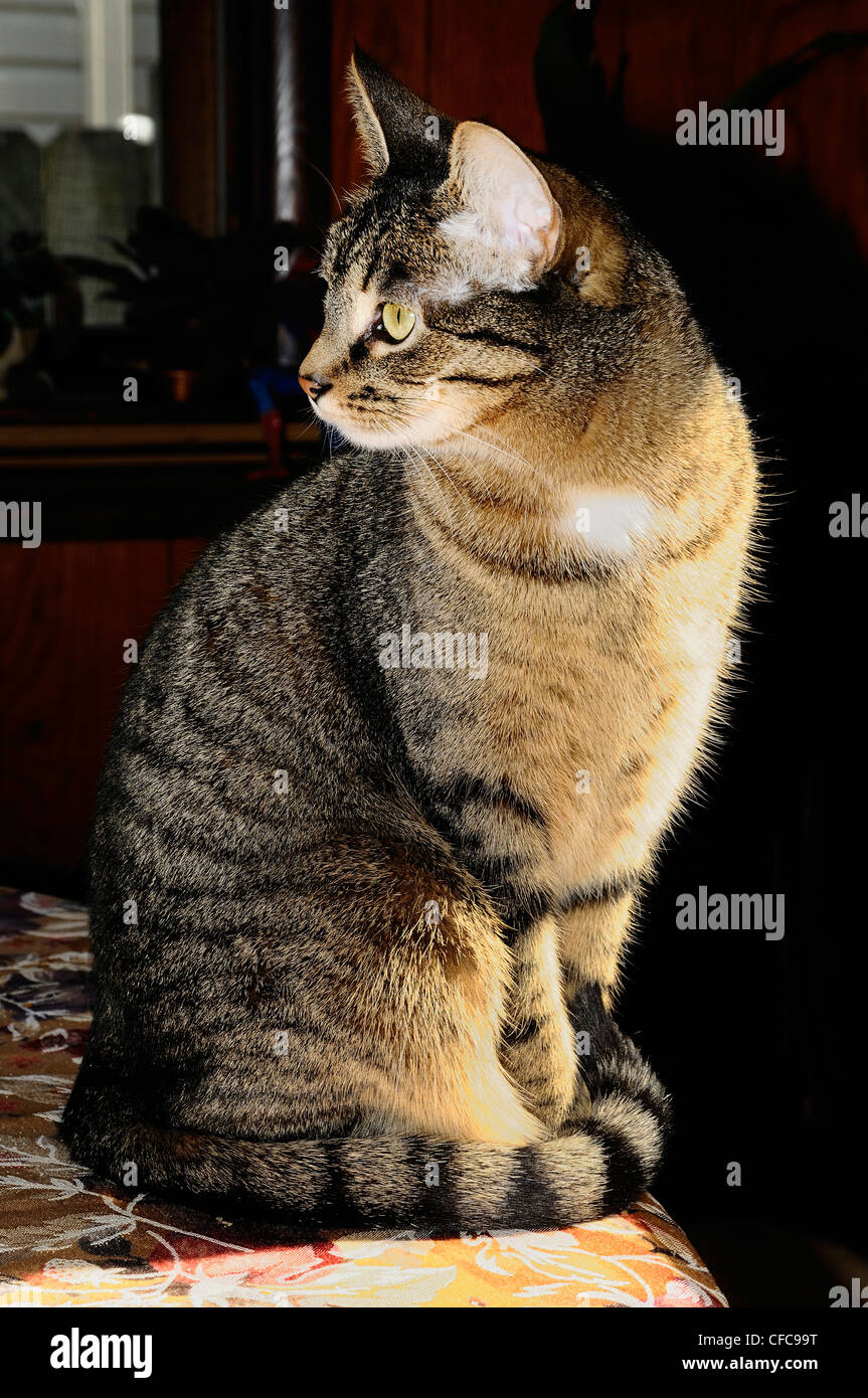 Female Tabby Cat Called Minnie Stock Photo Alamy