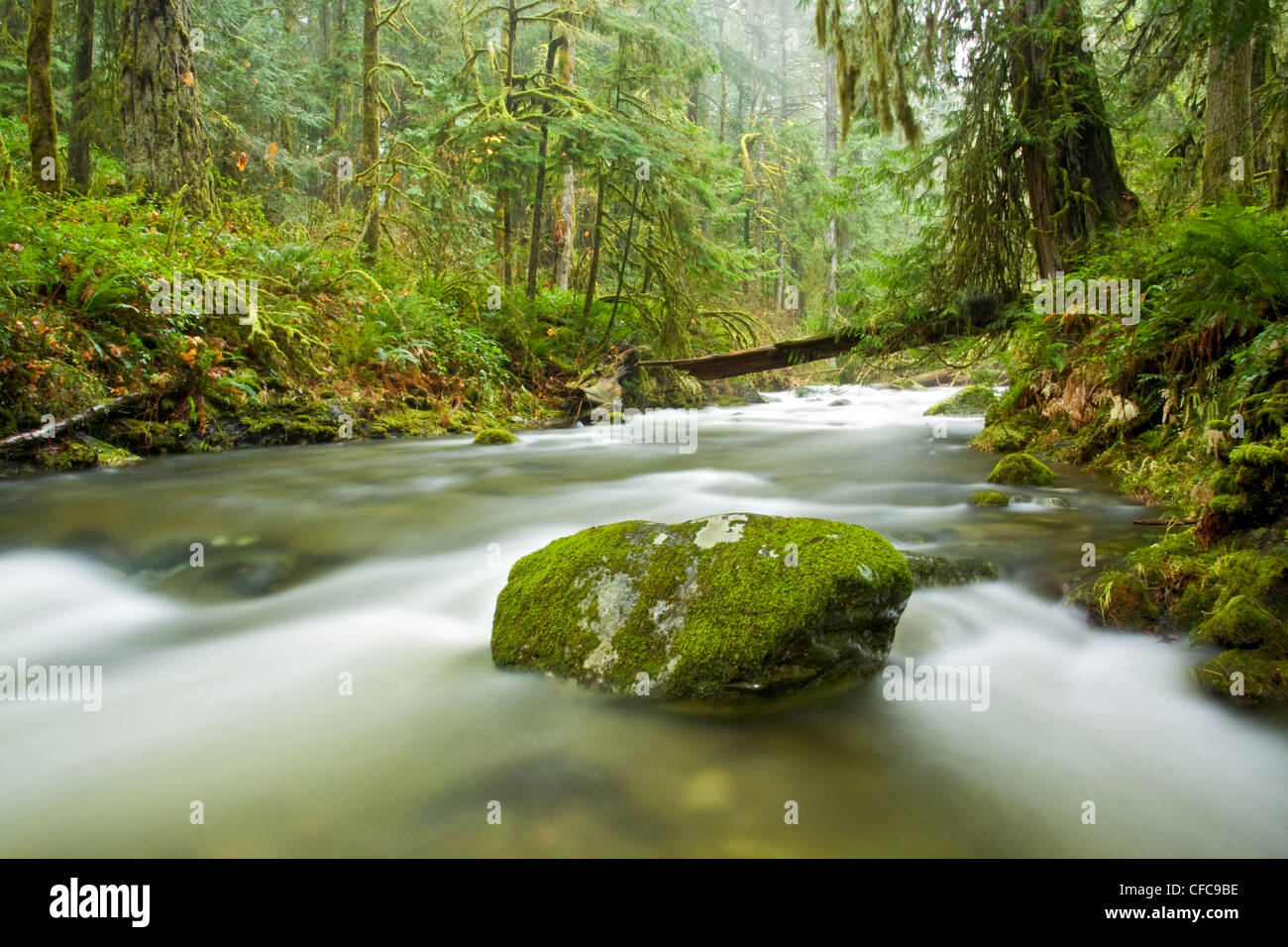A scenic photo of a temperate rainforest landscape on Vancouver Island, BC, Canada. Stock Photo