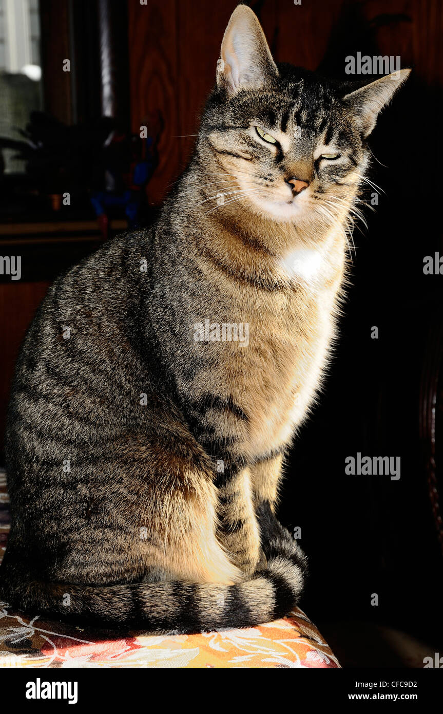 Female tabby cat called "Minnie Stock Photo Alamy
