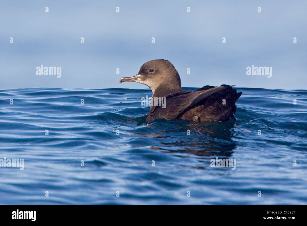 Sooty Shearwater (Puffinus griseus) swimming on the ocean near Victoria, BC, Canada. Stock Photo