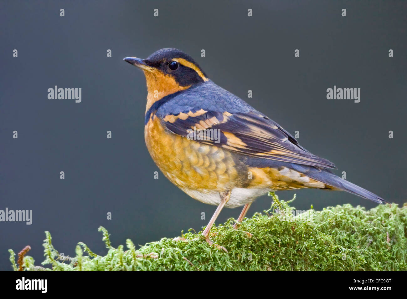 Varied Thrush (Ixoreus naevius) perched on a branch in Victoria, BC, Canada. Stock Photo