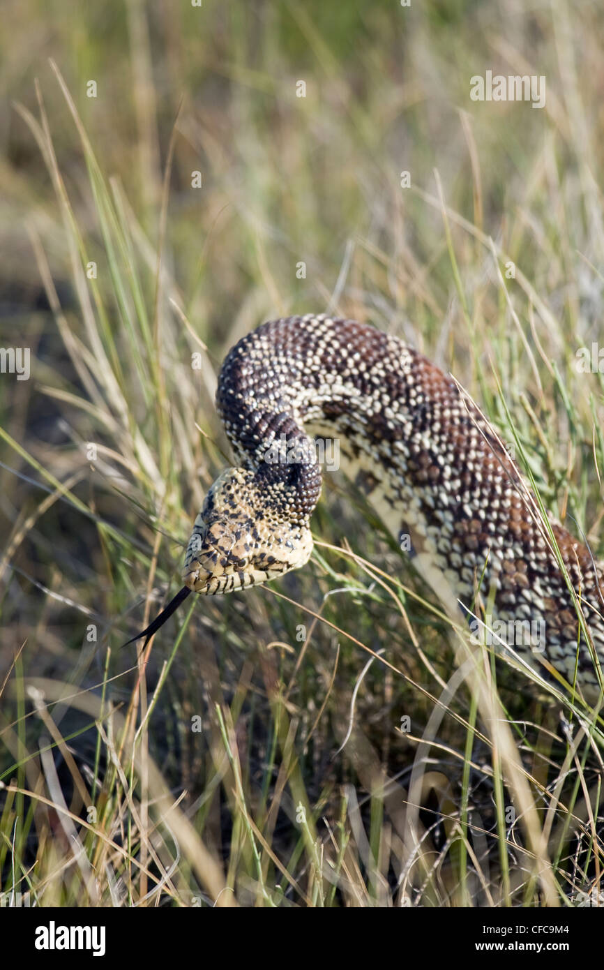 Prairie Rattlesnake (Crotalus viridis) living in the Pinhorn Grazing Reserve, Milk River Alberta. Stock Photo
