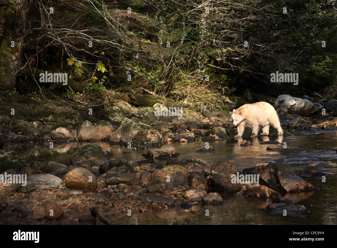 Kermode bear in the Great Bear Rainforest of British Columbia Canada Stock Photo