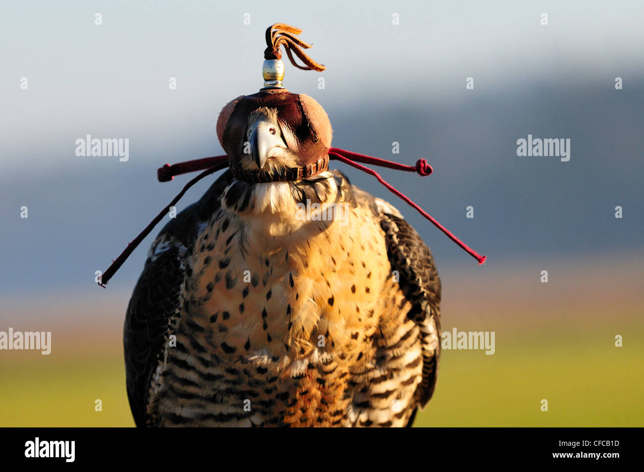 Hooded Peregrine Falcon (Falco Peregrinus). Captive. Stock Photo