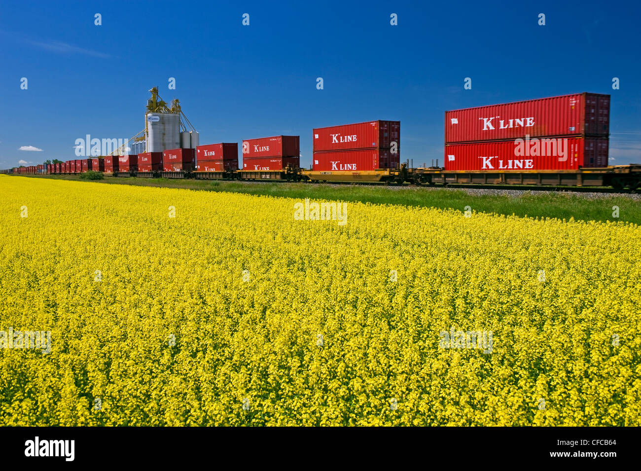 moving rail cars carrying containers pass a canola field and inland
