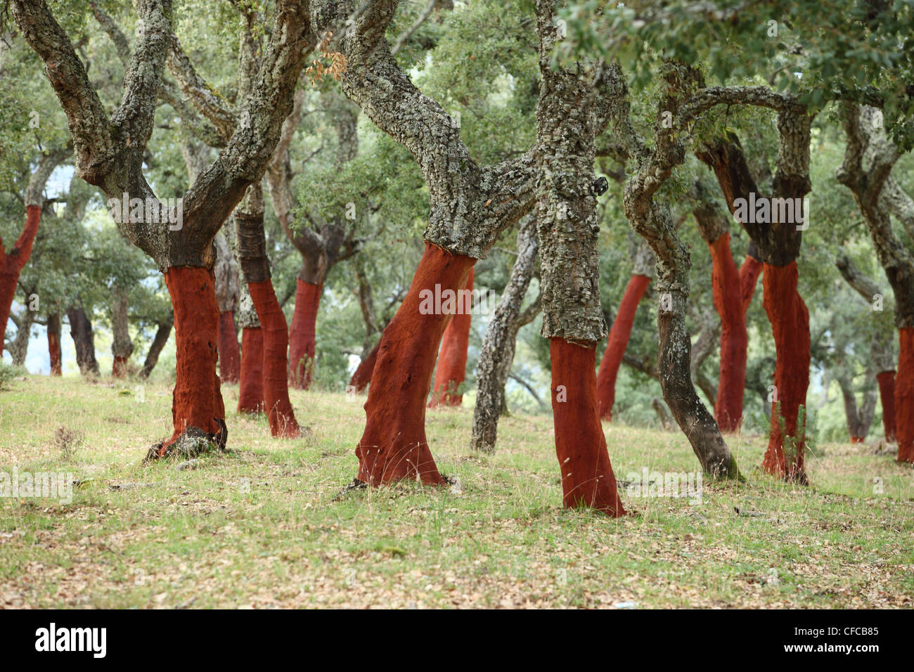 Cork oaks near Ronda, Cadiz, province Cadiz, Andalusia, Spain Stock Photo