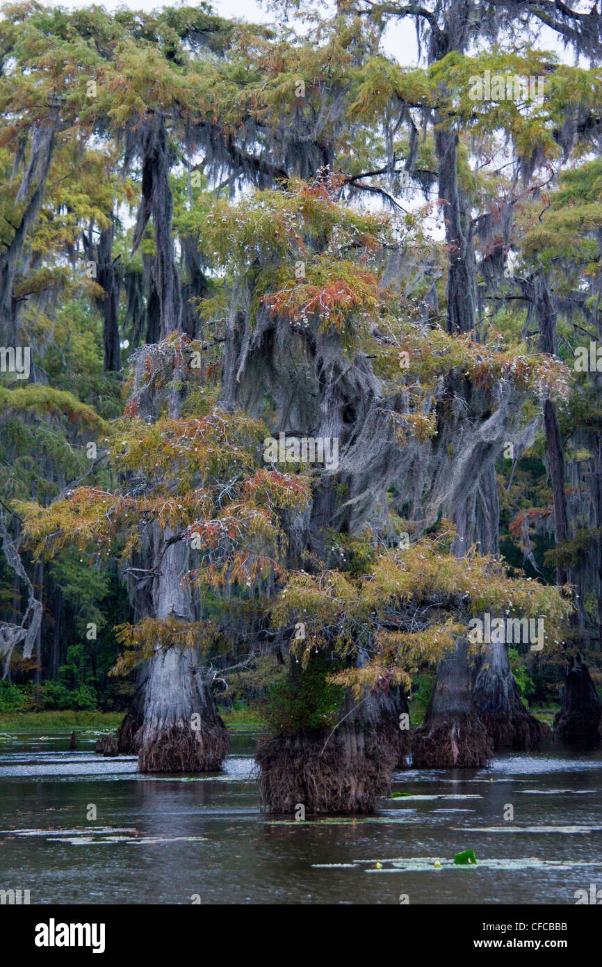 Angiosperms, Bald Cypress, Bald-cypress, Baldcypress, Bromeliaceae, Caddo lake, Commelinids, Cupressaceae, Cypress swamp, Diapho Stock Photo