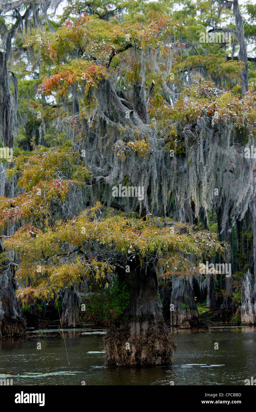 Angiosperms, Bald Cypress, Bald-cypress, Baldcypress, Bromeliaceae, Caddo lake, Commelinids, Cupressaceae, Cypress swamp, Diapho Stock Photo