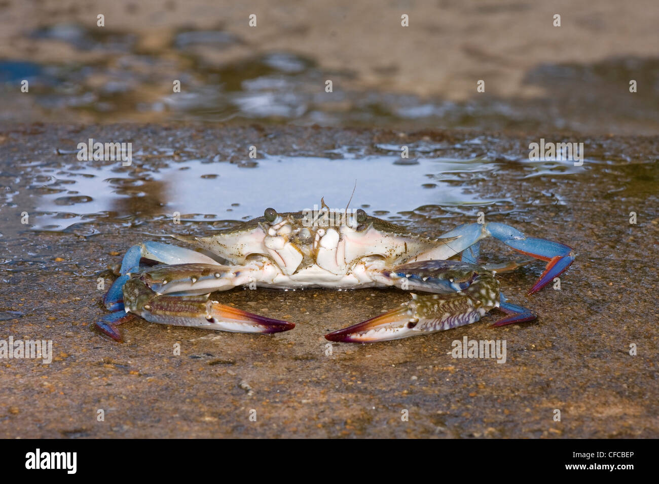Asia, close-up, fauna, arthropod, crab, crabs, crustacean, close-up, nature South-East Asia, beach, seashore, animal, beast, Vie Stock Photo