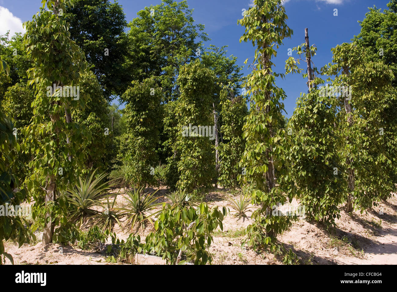Asia, cultivation, outhouse, pepper, pepper plants, agriculture, agriculturally, Phu Quoc, island, Vietnam Stock Photo