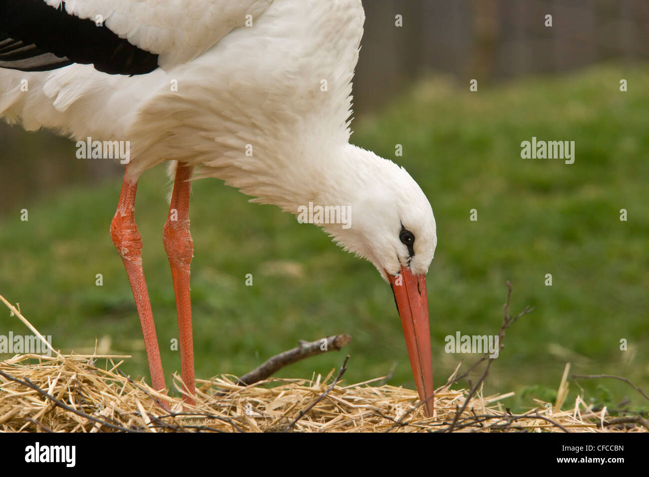 White Stork, Ciconia ciconia on the nest; late winter. Stock Photo
