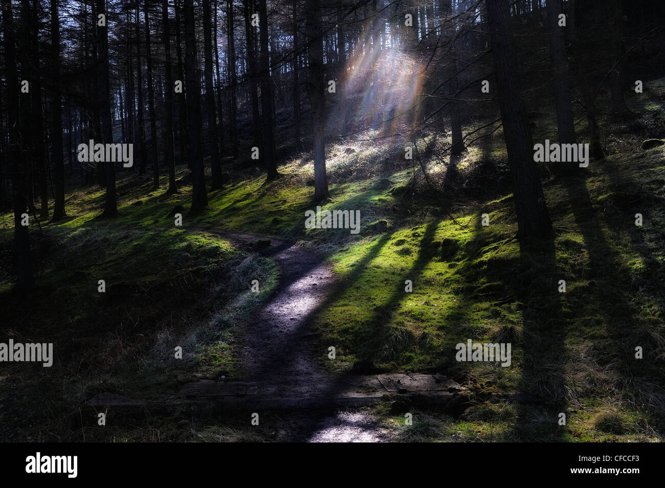 sunlight through pine trees shining on a forest path england uk Stock ...