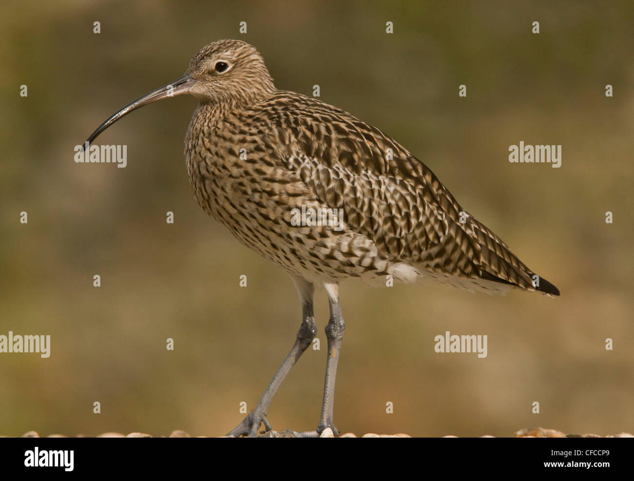Curlew, Numenius arquata in winter, Norfolk. Stock Photo