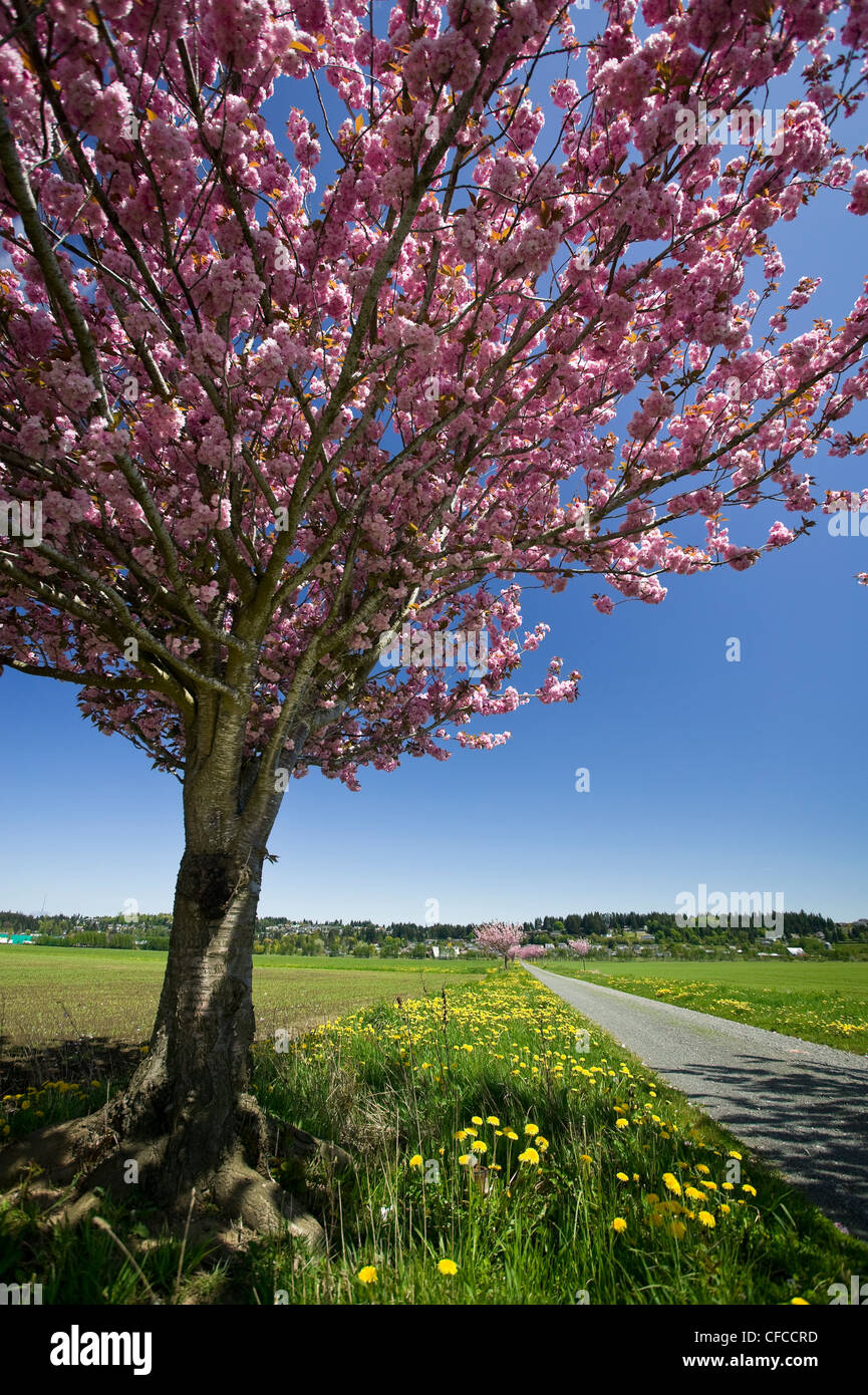 Blooming cherry trees in valley hi-res stock photography and images - Alamy