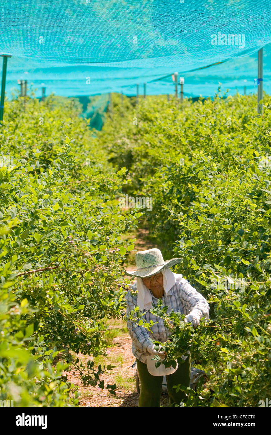 Blueberry pickers harvest rich full blueberries Courtenay, Vancouver