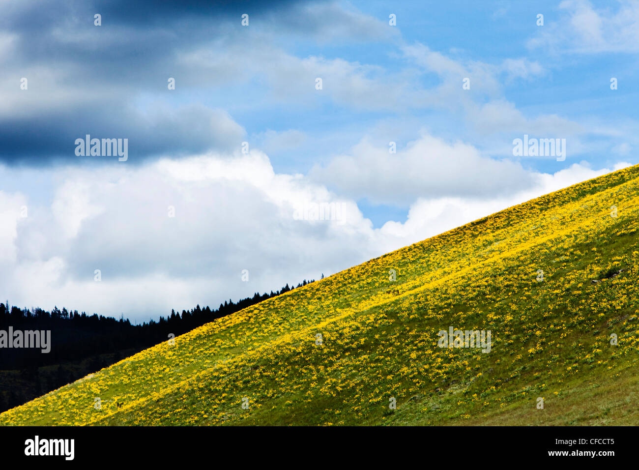 A hillside of wild flowers blooming under stormy skies in Montana. Stock Photo