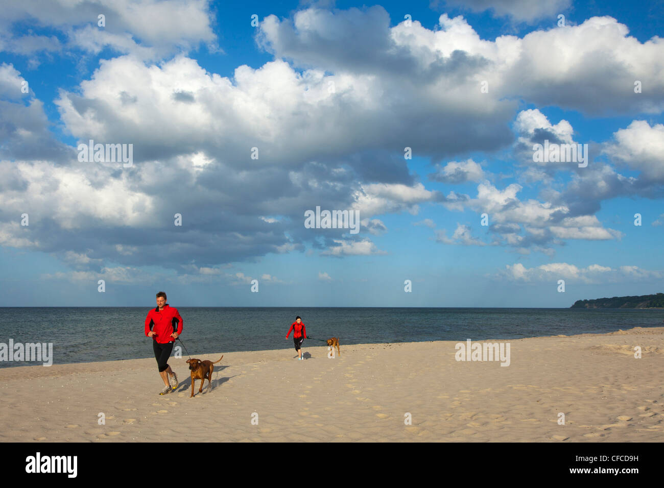 Man and woman jogging with dogs on the beach, Baabe seaside resort, Ruegen island, Baltic Sea, Mecklenburg-West Pomerania, Germa Stock Photo