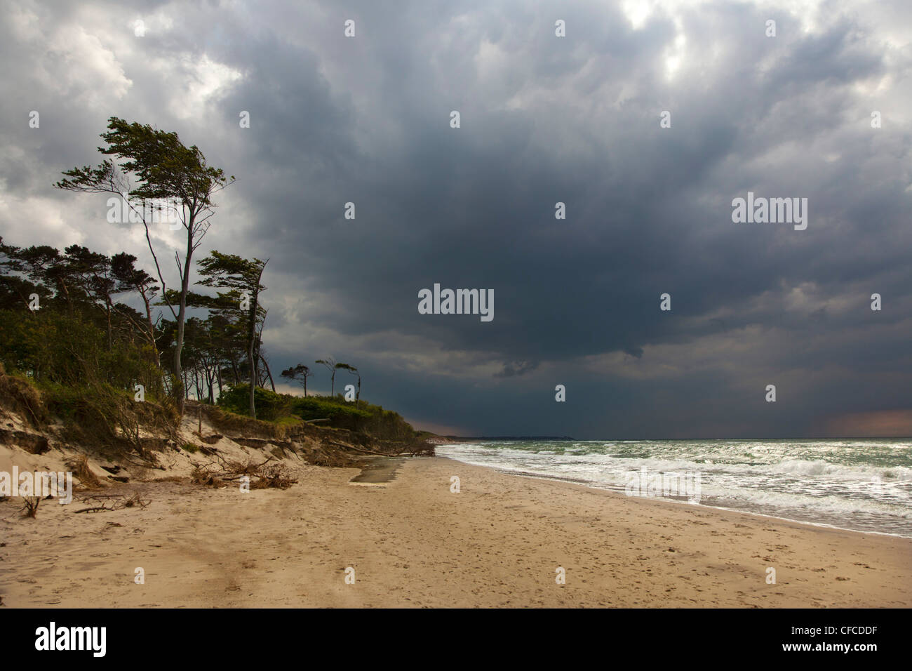 Thunderclouds over Darss west beach, Fischland-Darss-Zingst, Baltic Sea, Mecklenburg-West Pomerania, Germany Stock Photo