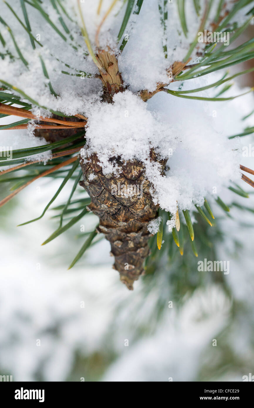 A pine branch with a cone covered in snow Stock Photo - Alamy