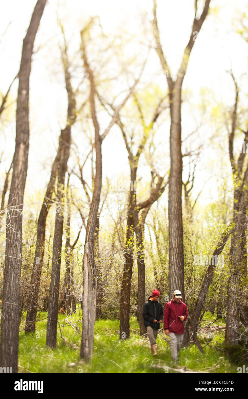 Two men walk through a glowing forest looking for mushrooms in Montana. Stock Photo