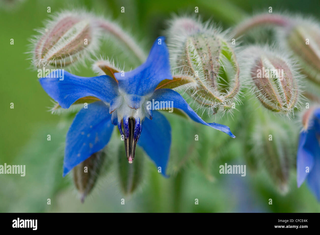 Macro of the bright blue flowers of the Borage plant. Stock Photo